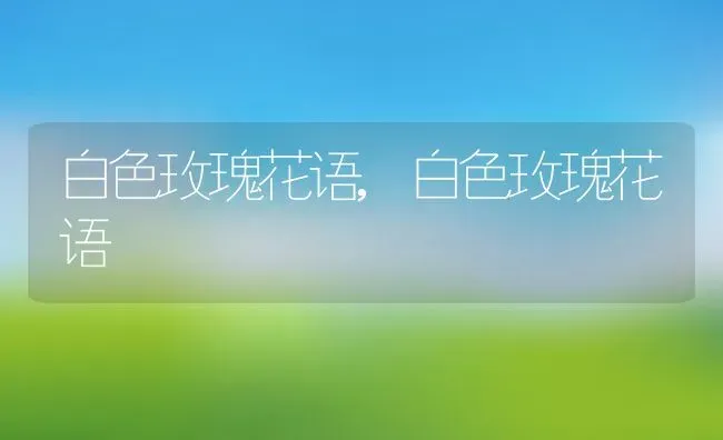 白色玫瑰花语,白色玫瑰花语 | 养殖科普