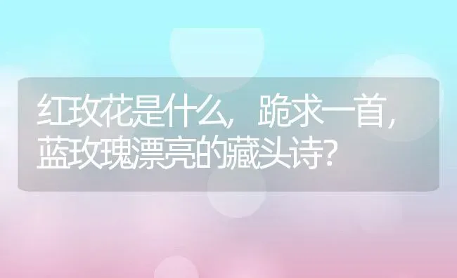 红玫花是什么,跪求一首，蓝玫瑰漂亮的藏头诗？ | 养殖科普