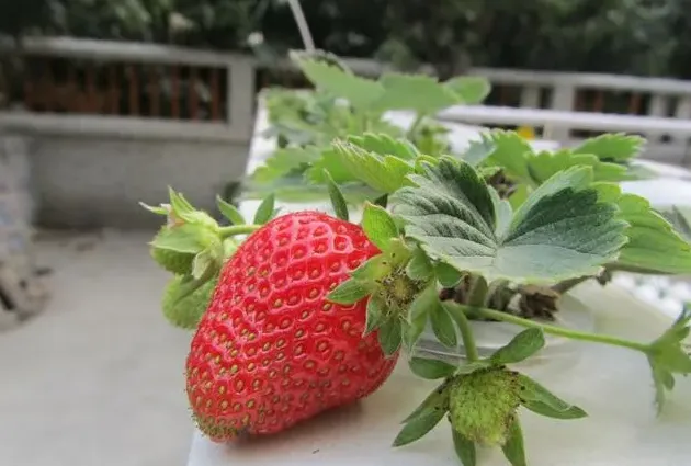 水培草莓的种植方法和技术,草莓苗怎么水培？