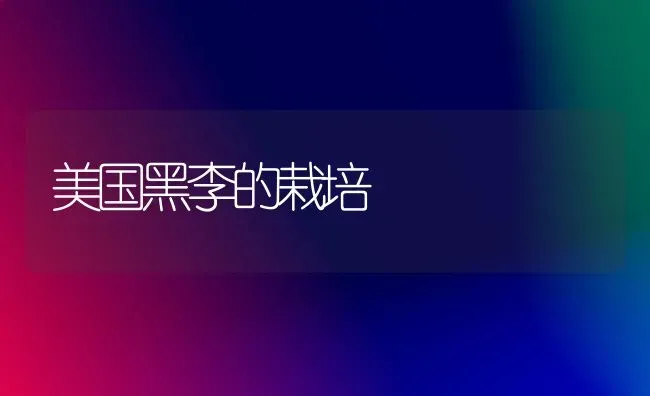 美国黑李的栽培 | 养殖知识