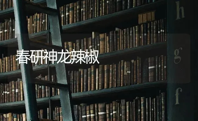 春研神龙辣椒 | 养殖技术大全
