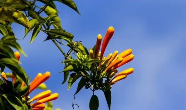 炮仗花有毒吗，没有毒性可以放在室内养护 | 妙招大全