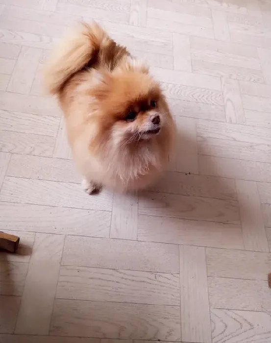 博美关笼子还是散养,博美适合圈养还是散养？
