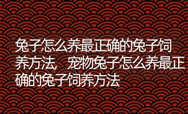 兔子怎么养最正确的兔子饲养方法,宠物兔子怎么养最正确的兔子饲养方法 | 养殖科普