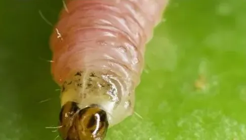 芦笋木蠹蛾的危害特征 芦笋木蠹蛾的防治方法 | 生活妙招