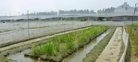 黑斑蛙养殖最完美的食台搭建 | 农广天地