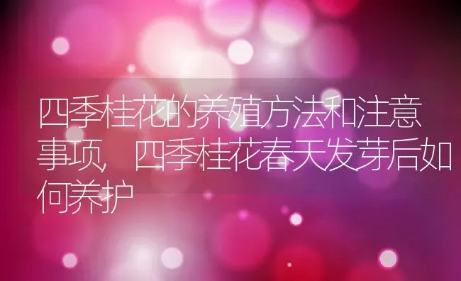 四季桂花的养殖方法和注意事项,四季桂花春天发芽后如何养护 | 养殖学堂