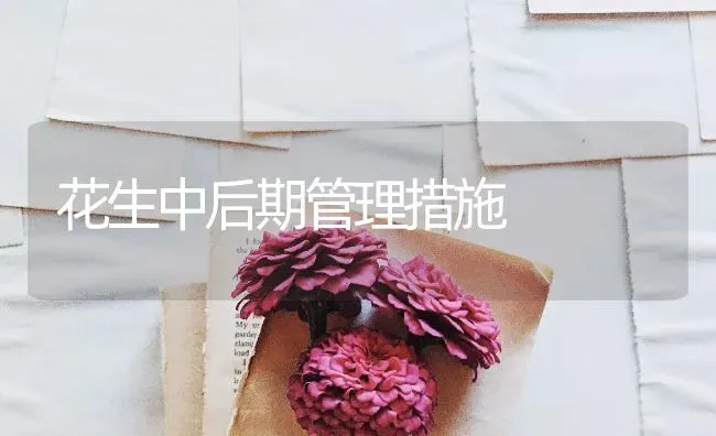 花生中后期管理措施 | 养殖技术大全