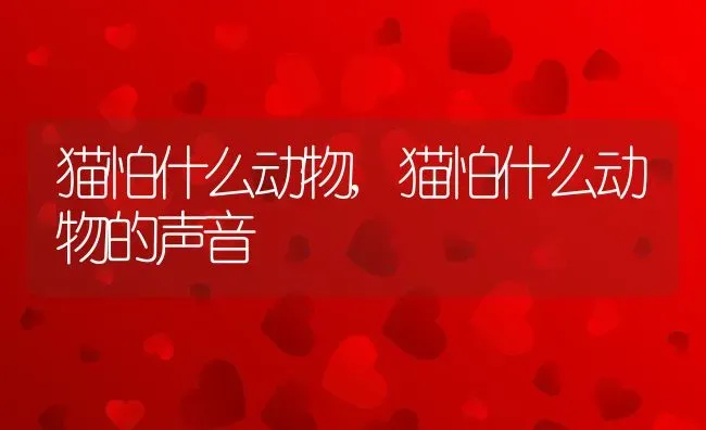 猫怕什么动物,猫怕什么动物的声音 | 养殖科普