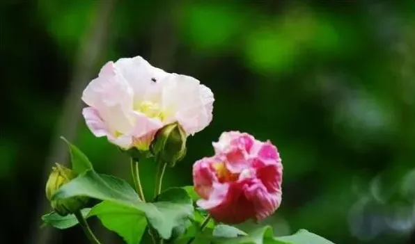 草本芙蓉花怎么繁殖 | 常识大全