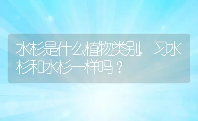 水杉是什么植物类别,习水杉和水杉一样吗？ | 养殖科普