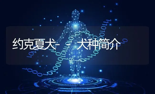 约克夏犬--犬种简介 | 养殖技术大全