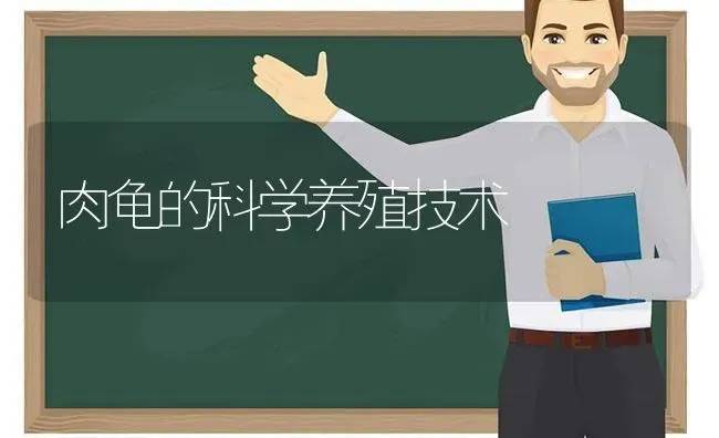 肉龟的科学养殖技术 | 养殖知识