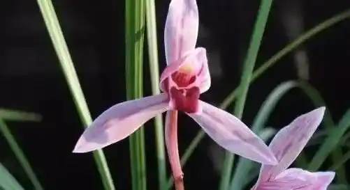 哪种兰花最名贵,兰花名贵品种排名？