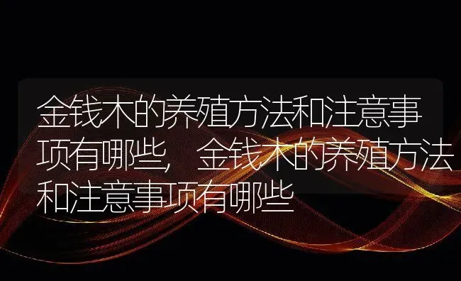 金钱木的养殖方法和注意事项有哪些,金钱木的养殖方法和注意事项有哪些 | 养殖科普