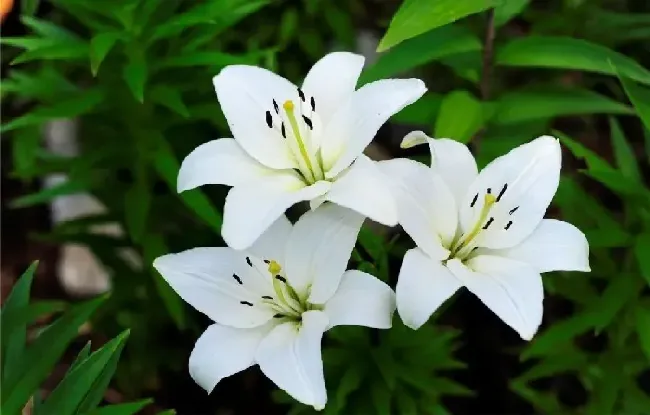 百合花种子怎么种植方法,为什么百合种子不好种？