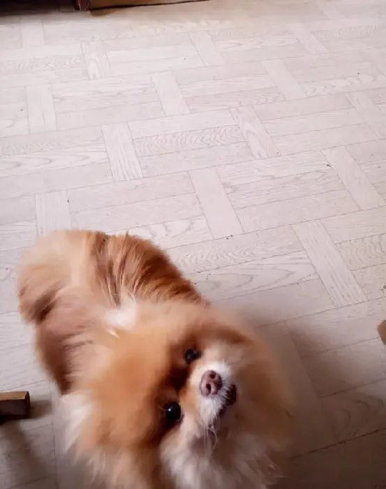 博美关笼子还是散养,博美适合圈养还是散养？