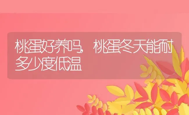 桃蛋好养吗,桃蛋冬天能耐多少度低温 | 养殖学堂