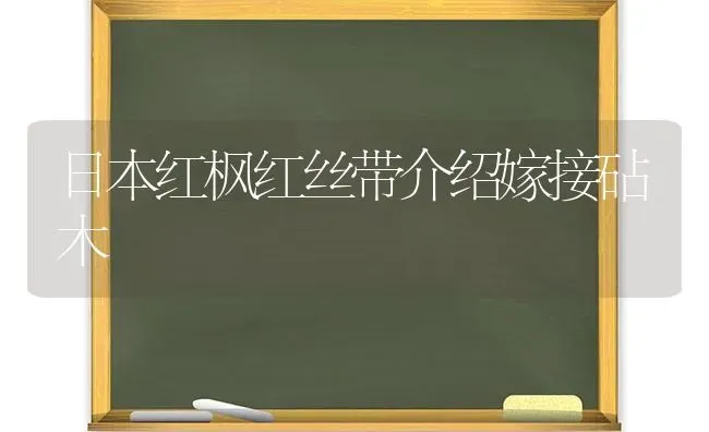 日本红枫红丝带介绍嫁接砧木 | 养殖技术大全