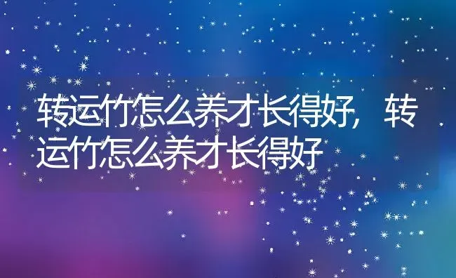 转运竹怎么养才长得好,转运竹怎么养才长得好 | 养殖科普