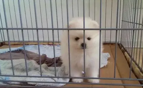 博美关笼子还是散养,博美适合圈养还是散养？