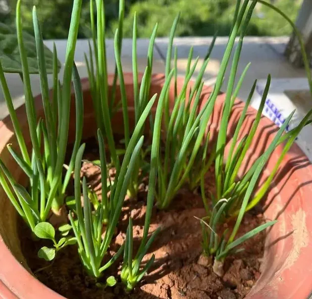 洋葱种植技术,葱种怎么种植？