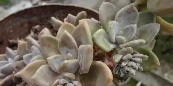 冬美人和白美人的区别 | 三农知识