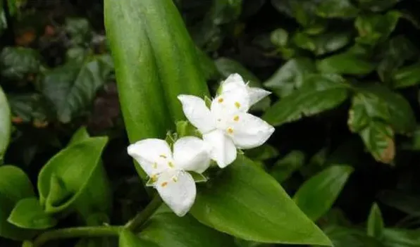 白色紫露草为何不开花 | 妙招大全