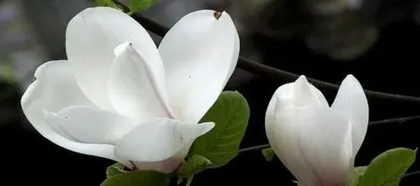 白玉兰花的花语和寓意,白玉兰代表什么?有什么含义？