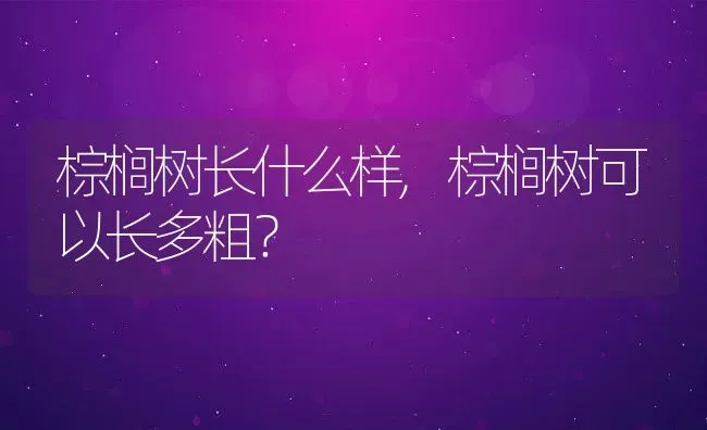 棕榈树长什么样,棕榈树可以长多粗？ | 养殖学堂