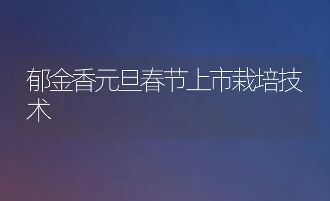 郁金香元旦春节上市栽培技术 | 养殖知识