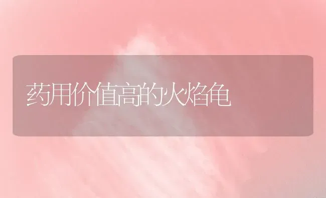 药用价值高的火焰龟 | 养殖技术大全