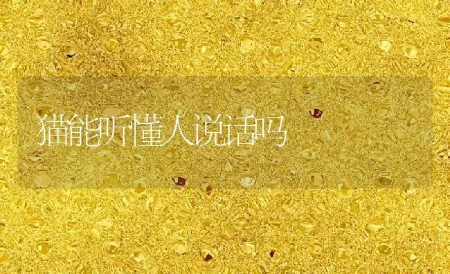 猫能听懂人说话吗 | 养殖科普