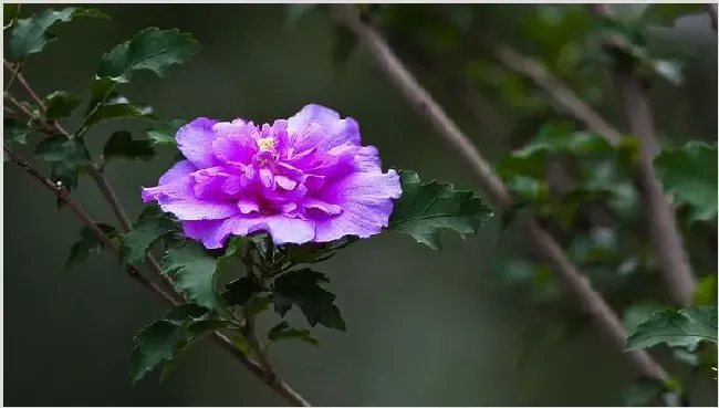 盆栽木槿花怎么过冬 | 生活常识