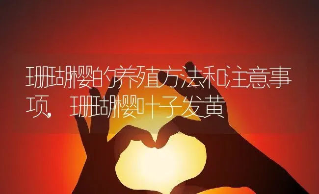 珊瑚樱的养殖方法和注意事项,珊瑚樱叶子发黄 | 养殖学堂