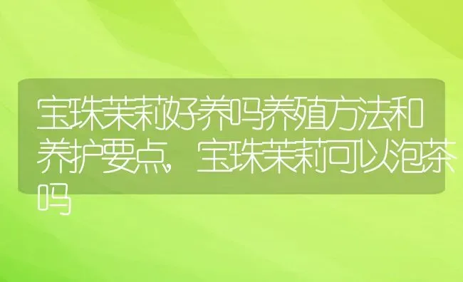 宝珠茉莉好养吗养殖方法和养护要点,宝珠茉莉可以泡茶吗 | 养殖学堂