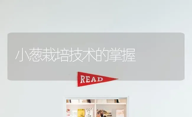 小葱栽培技术的掌握 | 养殖技术大全