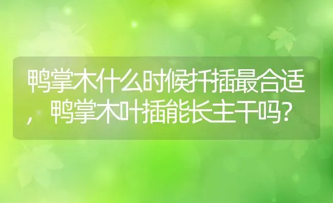 鸭掌木什么时候扦插最合适,鸭掌木叶插能长主干吗？ | 养殖科普