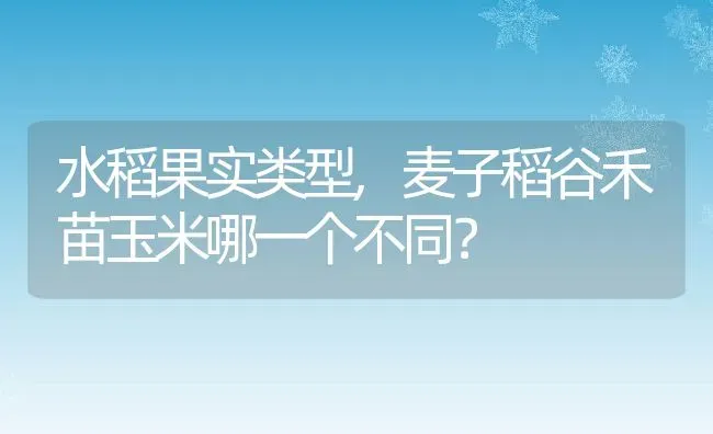 水稻果实类型,麦子稻谷禾苗玉米哪一个不同？ | 养殖科普