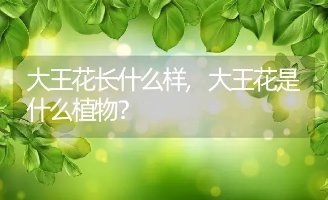 大王花长什么样,大王花是什么植物？ | 养殖科普