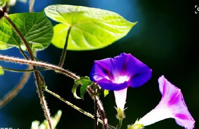 牵牛花第二年能自生吗,牵牛花的生命周期？