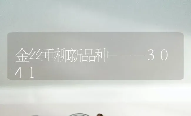 金丝垂柳新品种---3041 | 养殖技术大全