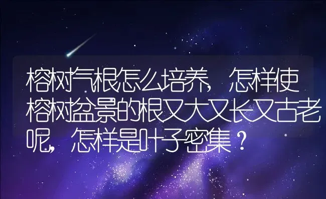 榕树气根怎么培养,怎样使榕树盆景的根又大又长又古老呢,怎样是叶子密集? | 养殖科普