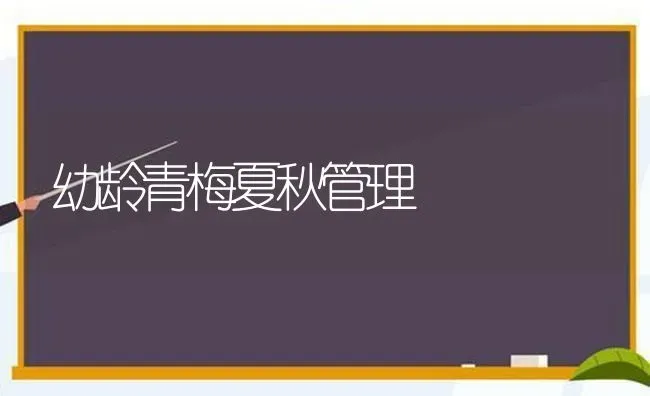 幼龄青梅夏秋管理 | 养殖知识