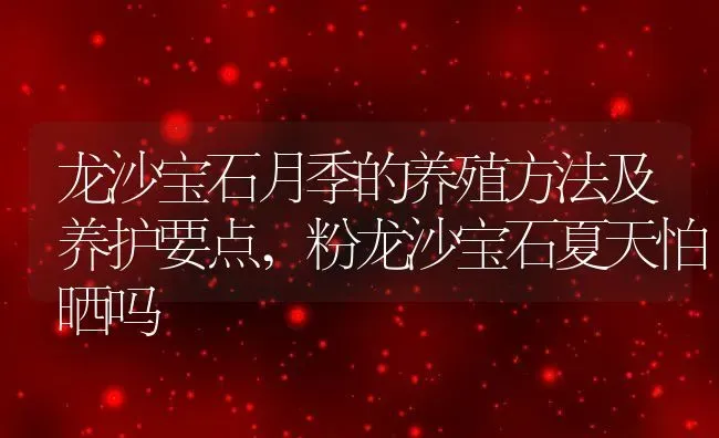 龙沙宝石月季的养殖方法及养护要点,粉龙沙宝石夏天怕晒吗 | 养殖学堂