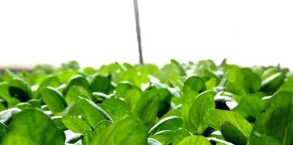 秋季菠菜品质怎么提高？需要掌握种植技巧介绍 | 常识大全