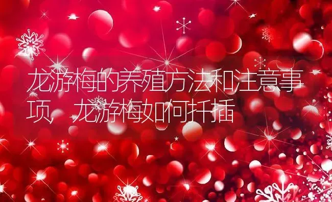 玛格丽特花怎么养,玛格丽特度夏成功后怎么养 | 养殖学堂