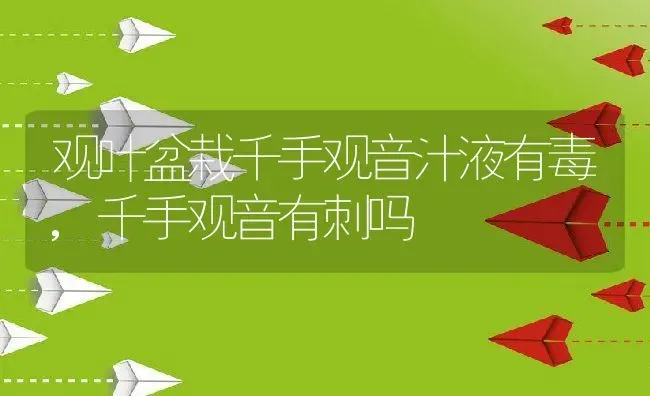 观叶盆栽千手观音汁液有毒,千手观音有刺吗 | 养殖学堂