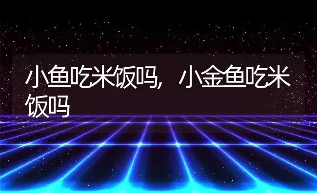 小鱼吃米饭吗,小金鱼吃米饭吗 | 养殖资料