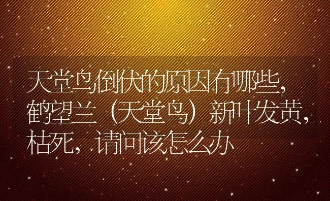 天堂鸟倒伏的原因有哪些,鹤望兰（天堂鸟）新叶发黄，枯死，请问该怎么办 | 养殖学堂